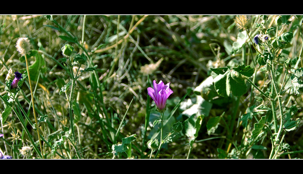 La forza della volont�