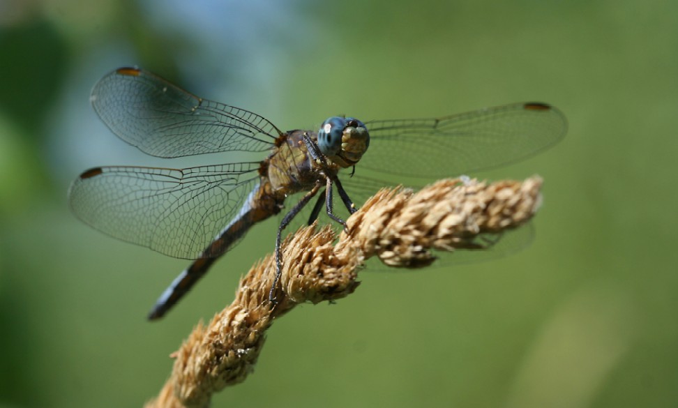 libellula