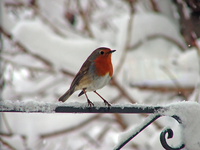 Pettirosso - Fuji S5000