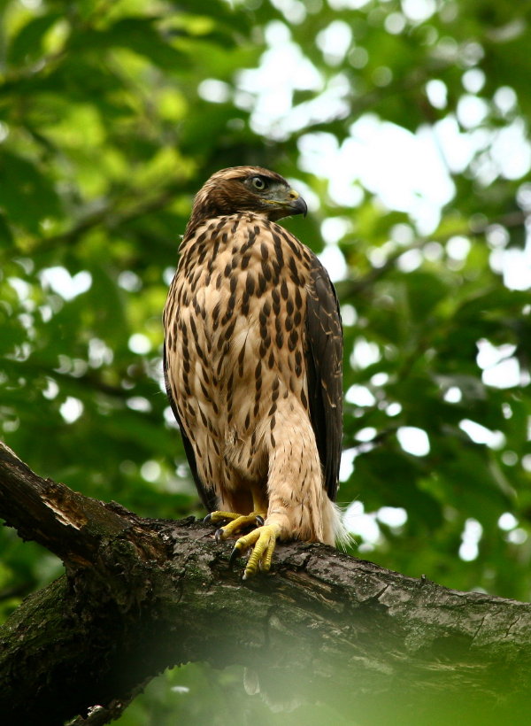 ti piace queto profilo?