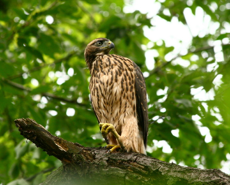 non posso posare, sto riposando!