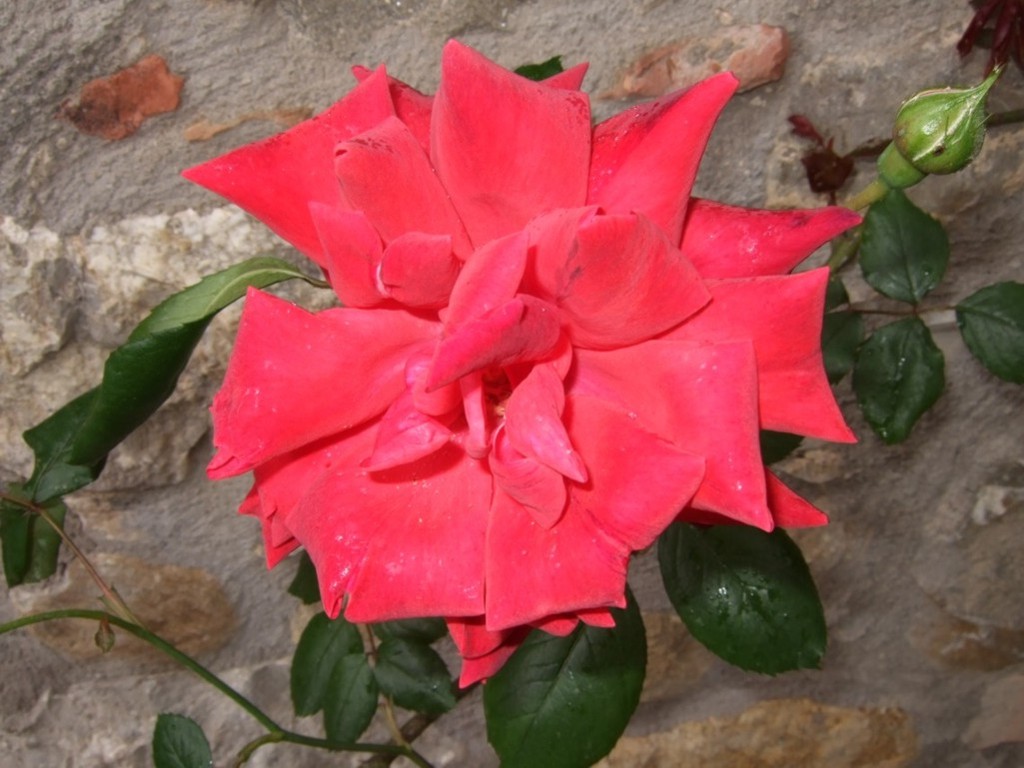 Rosa
