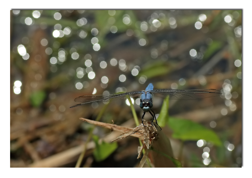 basta!!!!... troppo flash!!!!....