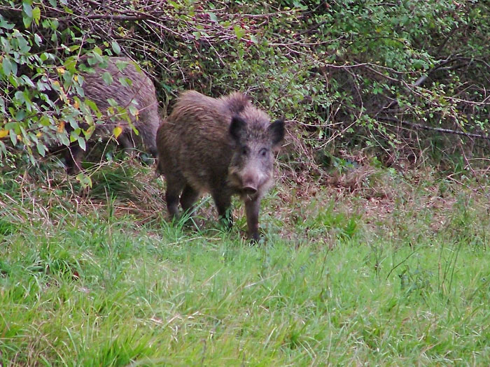 occhio al cinghiale - Fuji s5000