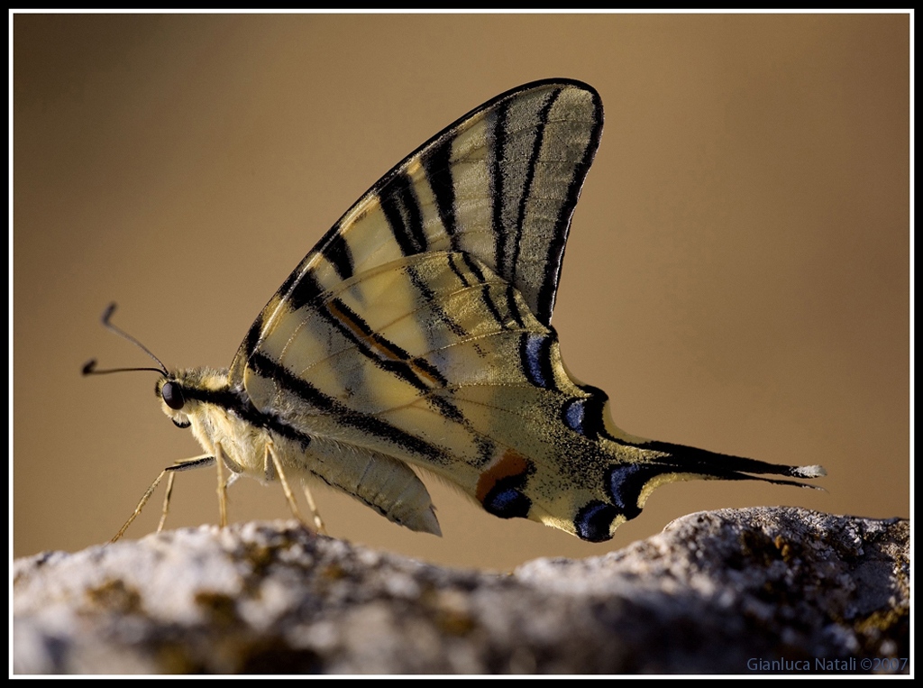 Iphiclides Podalirius
