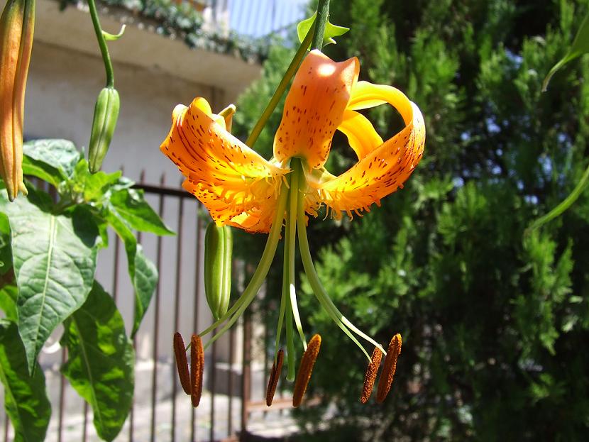 Fiore