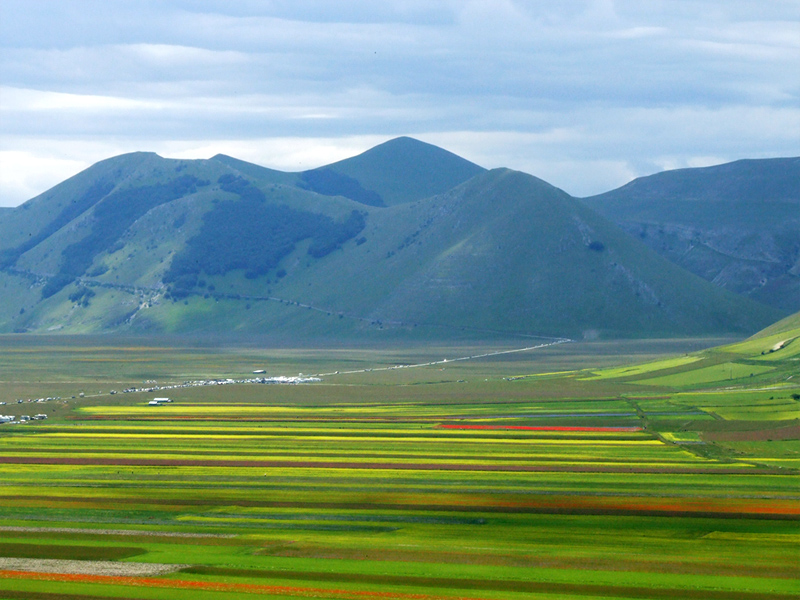 Viacolors - NSF # 10