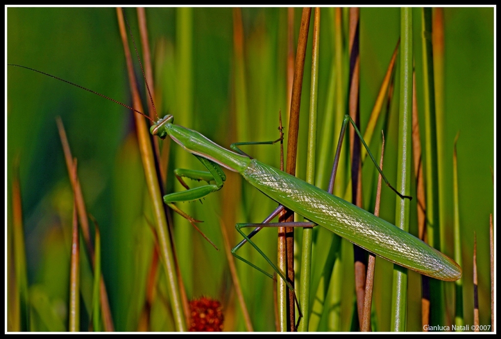 Mantis religiosa