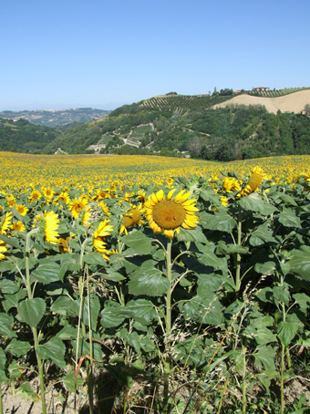campo di girasoli2