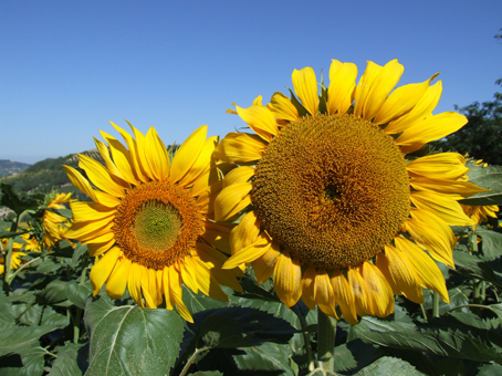 coppia di girasoli2