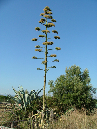 albero tra le rovine della magna grecia
