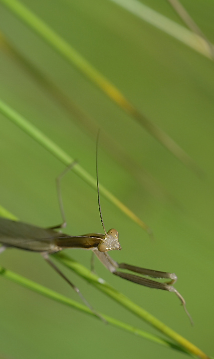 Mi lavo le manine...