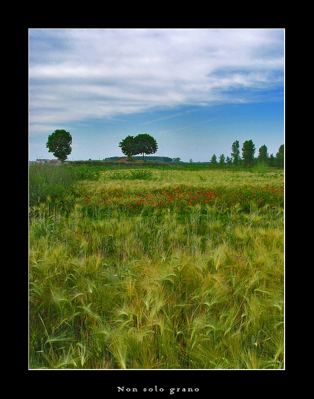 Non solo grano