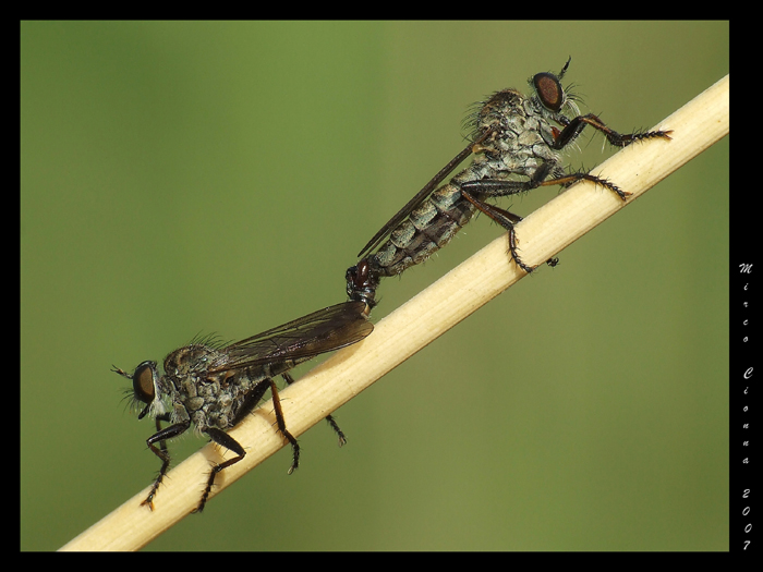 Coppietta sul ramoscello
