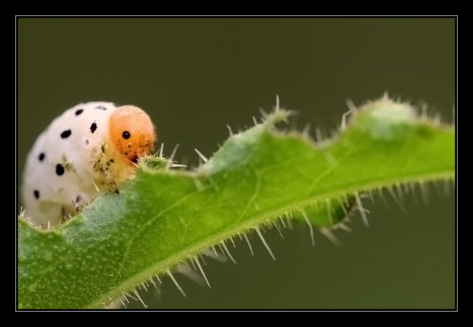 Larva imenottero