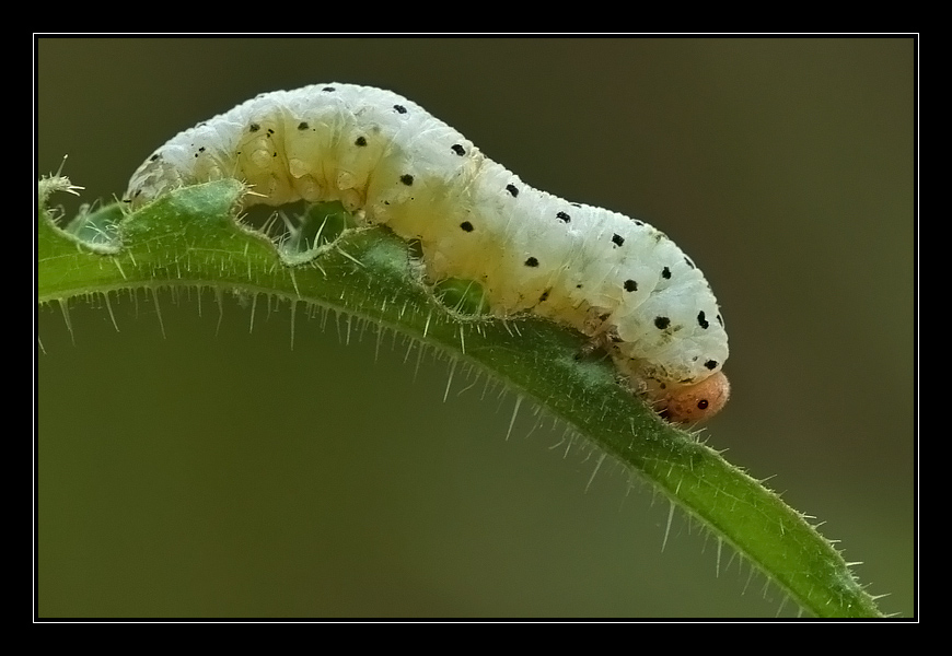 Larva di imenottero a pois