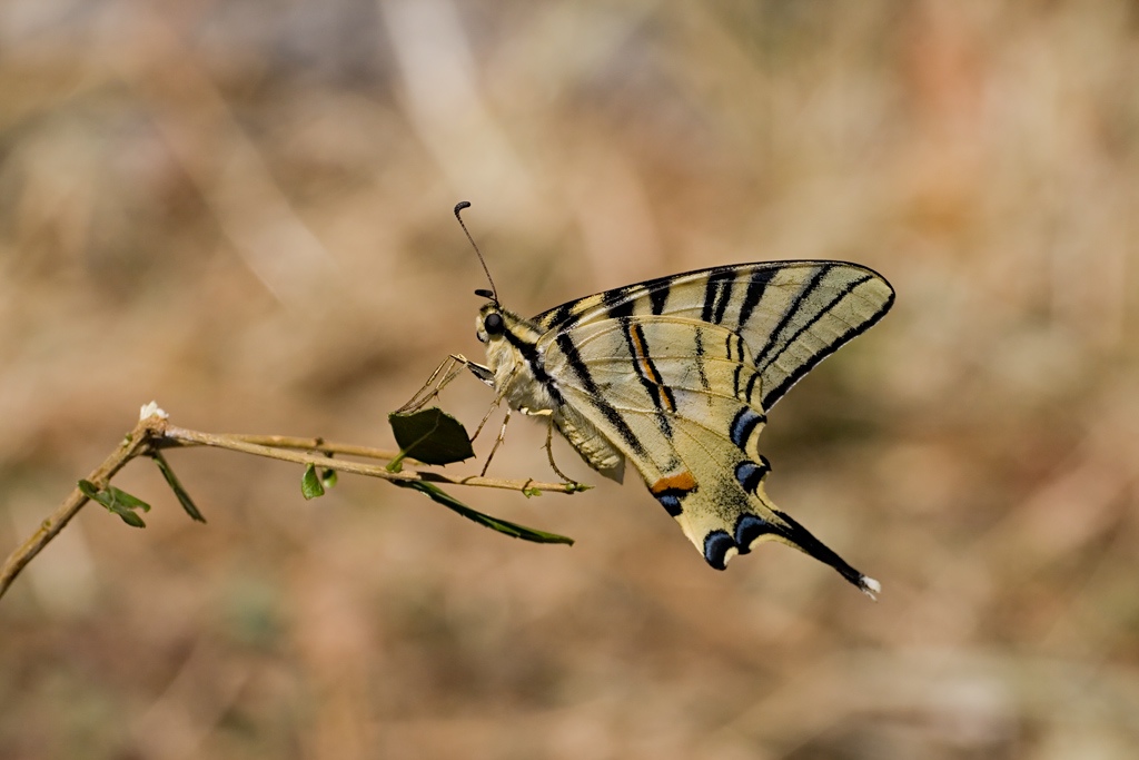 Podalirium (dal macroraduno)