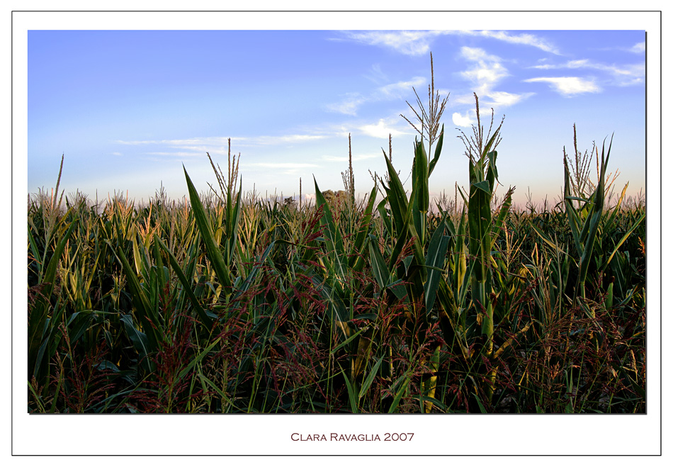 Ultimo bacio del sole.... sulle punte