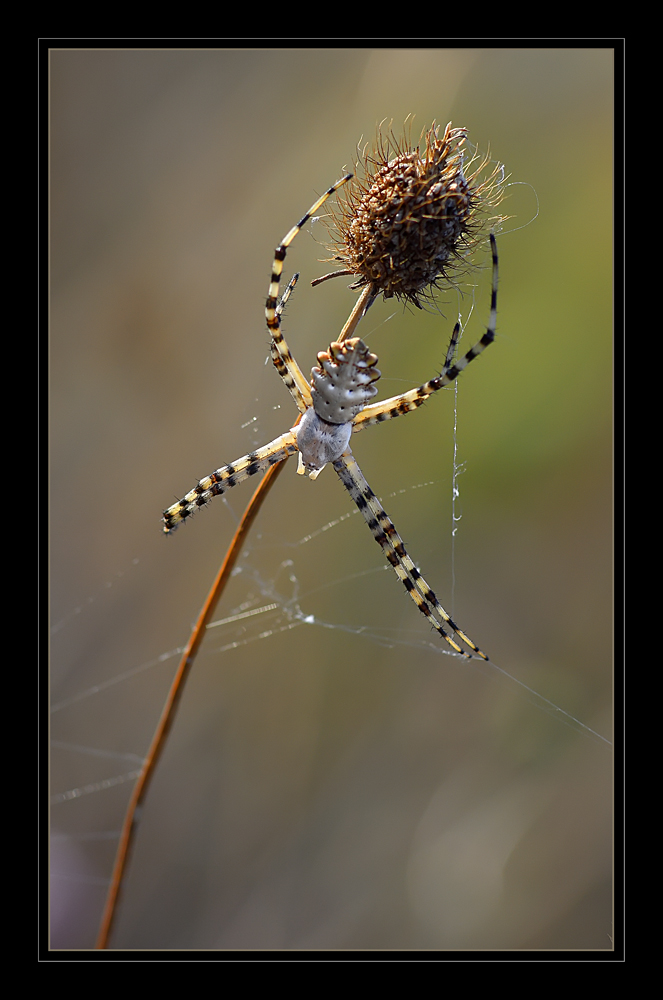 Il Controragno cresciutello