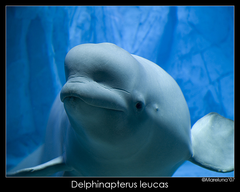 BelugaSmile