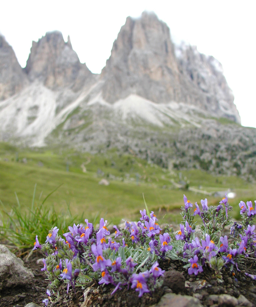 Al cospetto di sua maesta 2