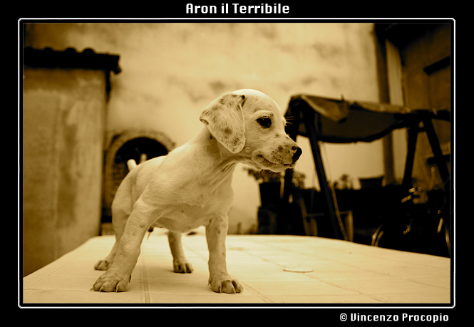 Aron Il Terribile