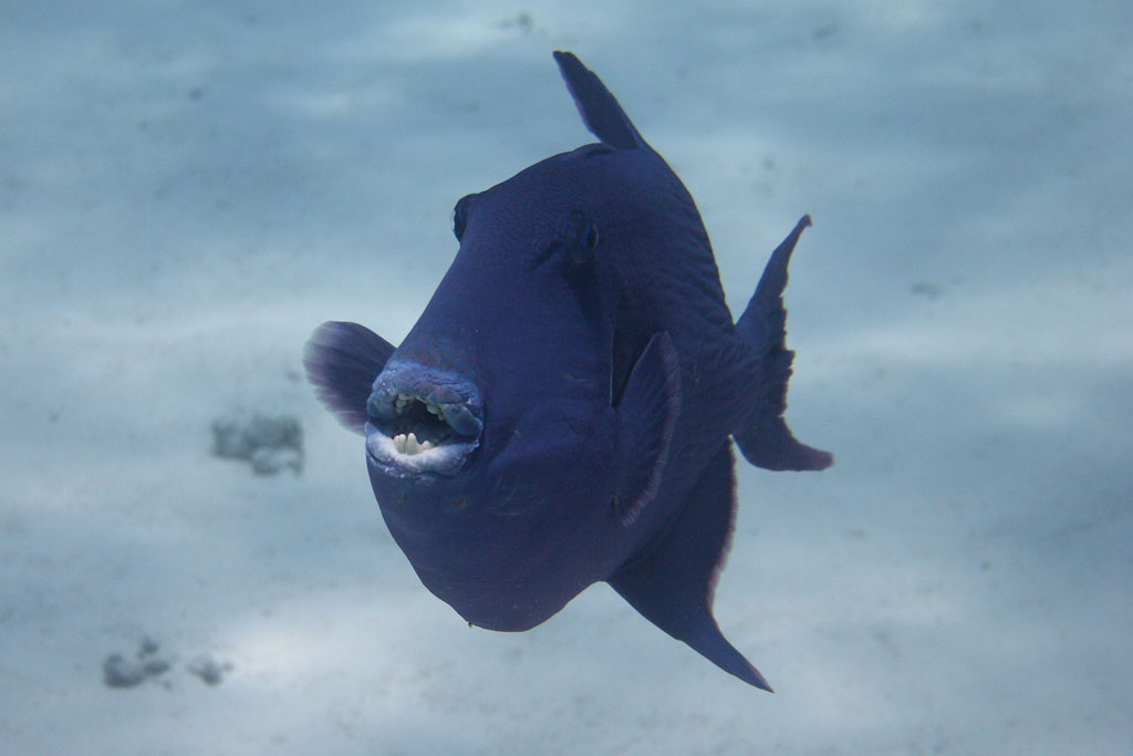 Hurghada - Pesce balestra