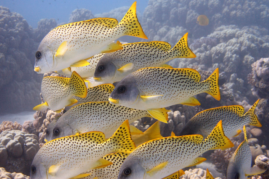 Hurghada - Grugnitori maculati