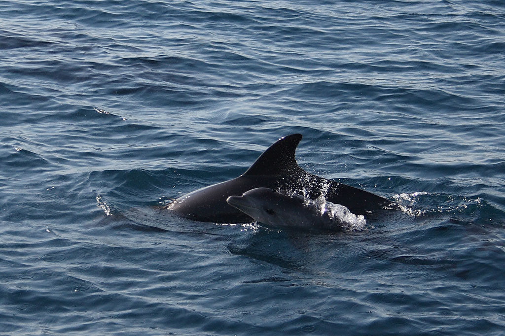 Hurghada - Delfini