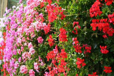 regali della primavera