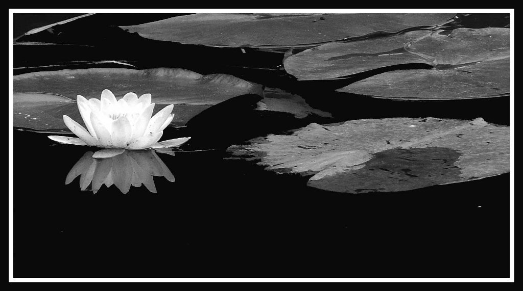 Ninfee nell'etang di Monet