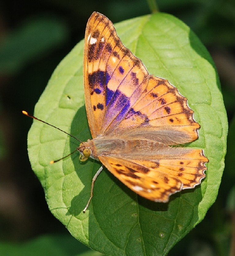 Apatura ilia (anzi, ilio)