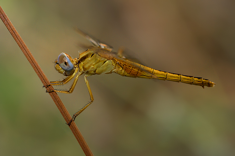 Libellula dorata