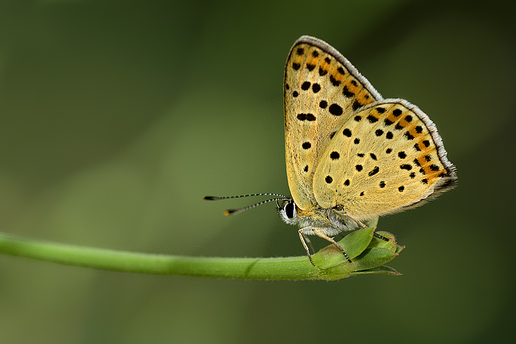 licenide orizzontale
