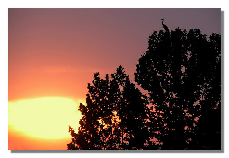 Piccola vedetta lombarda