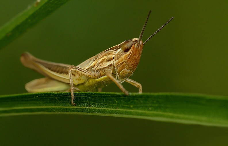 Renzo-Cavalletta ooooooooooooo