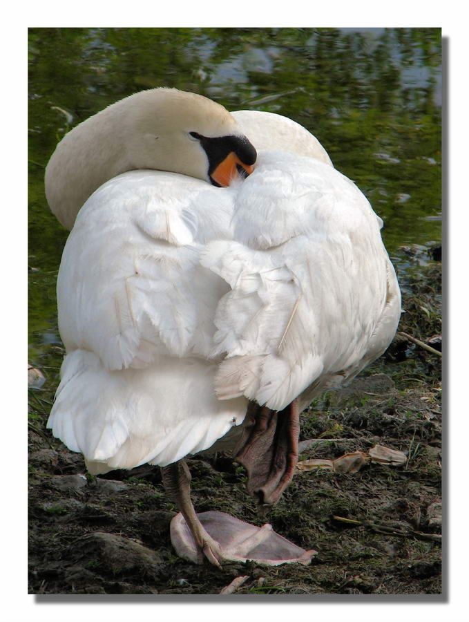 se avessi un letto sarei pi� comodo