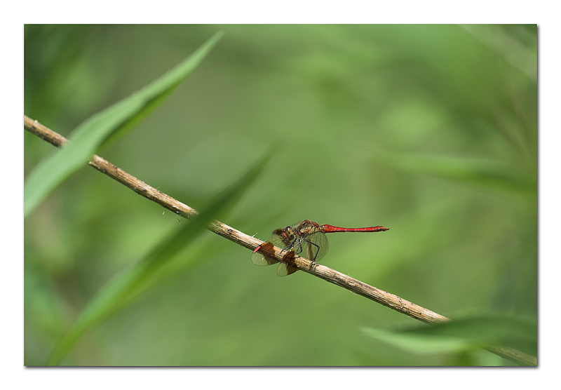 I tentacoli del fato