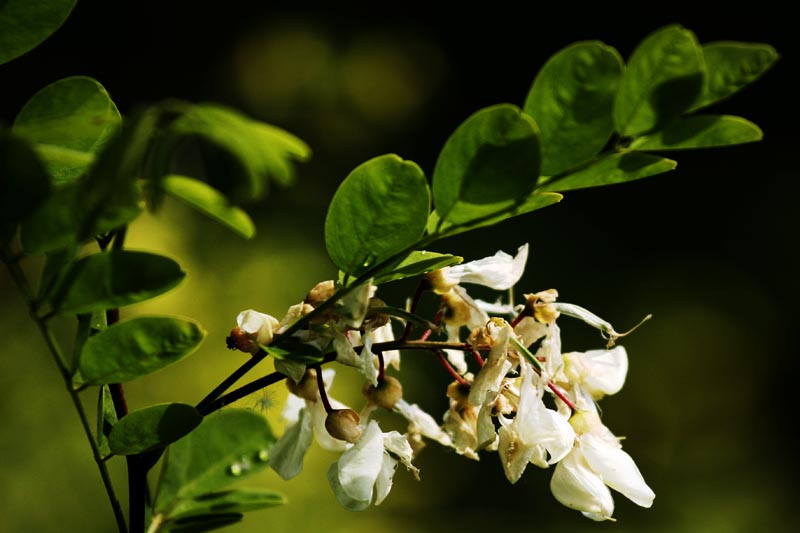 Commento cromatico...