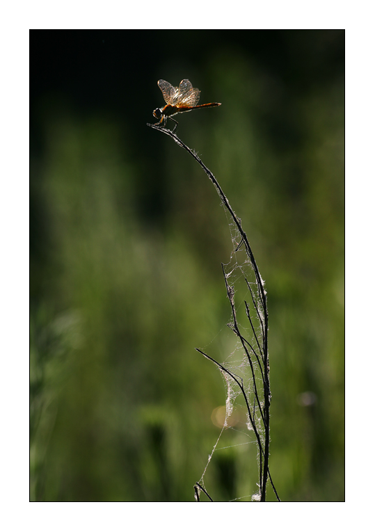 Shine On You Crazy Diamond