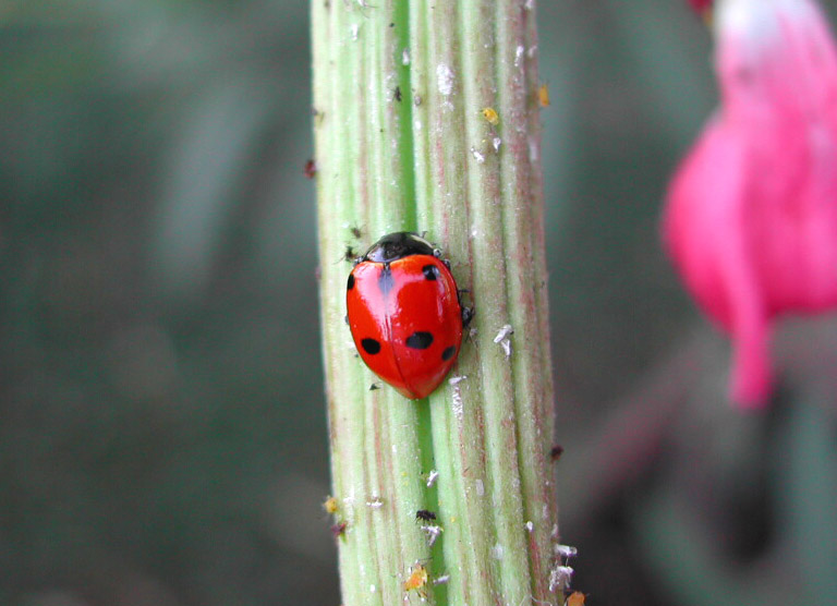 Coccinella