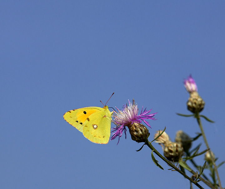 Cambiando inquadratura.....come sfondo il cielo.