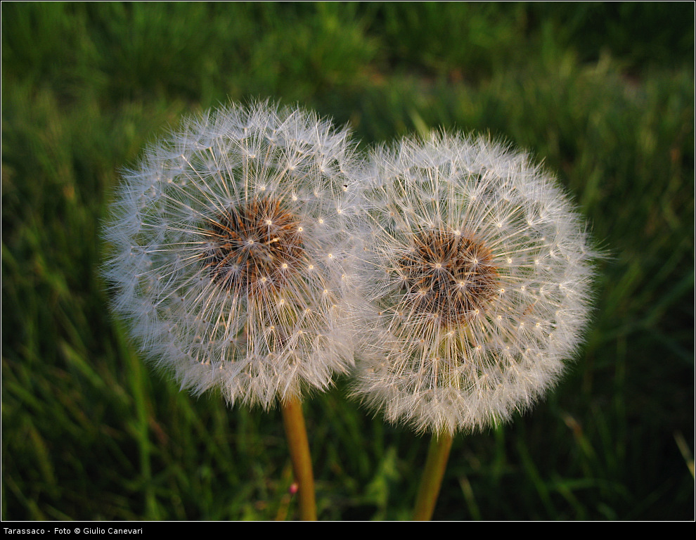 Tarassaco