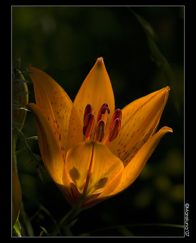 Lilium bulbiferum L.