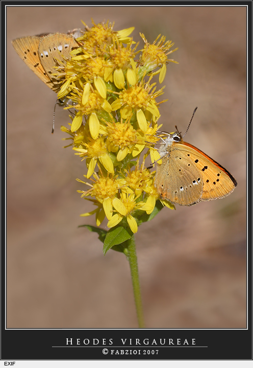 Heodes virgaureae (male)