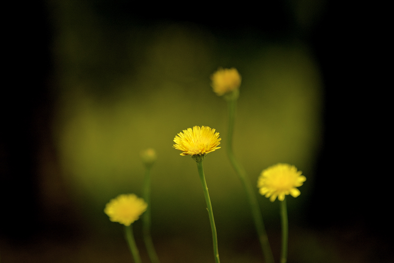 Profondit� in campo