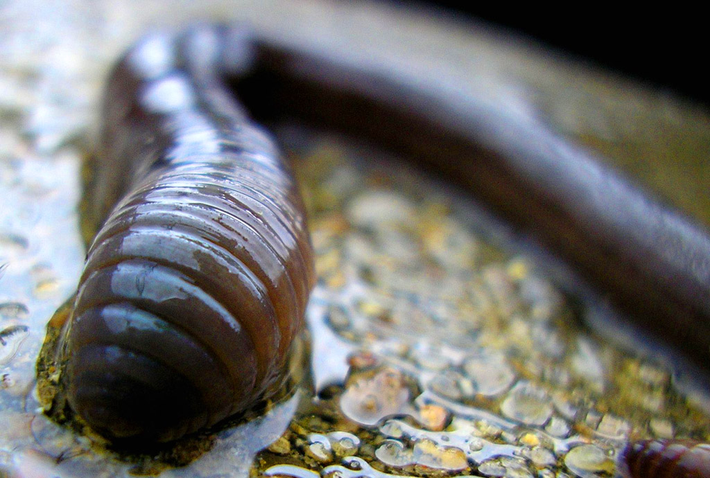 autobus sotto la pioggia