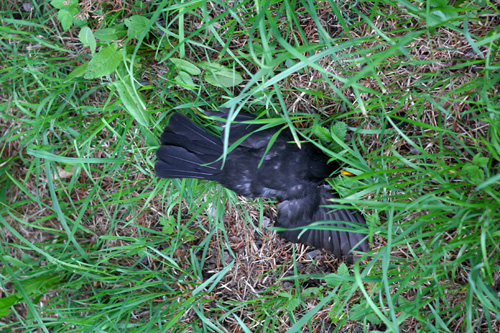 lemmenthal lerdammer