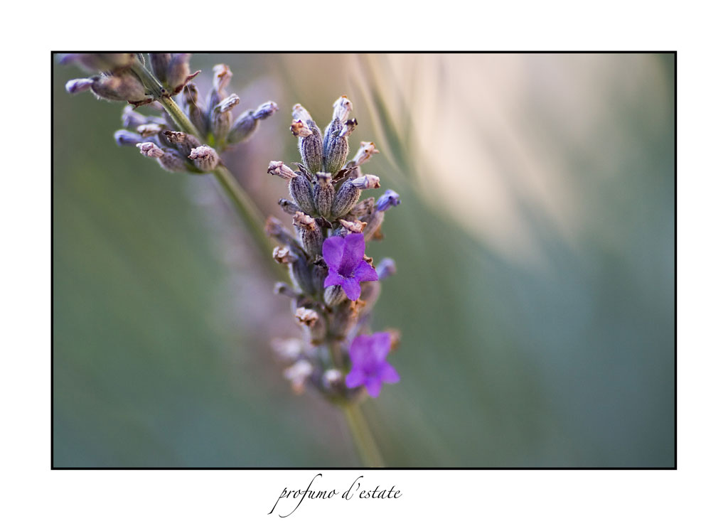 profumo d'estate
