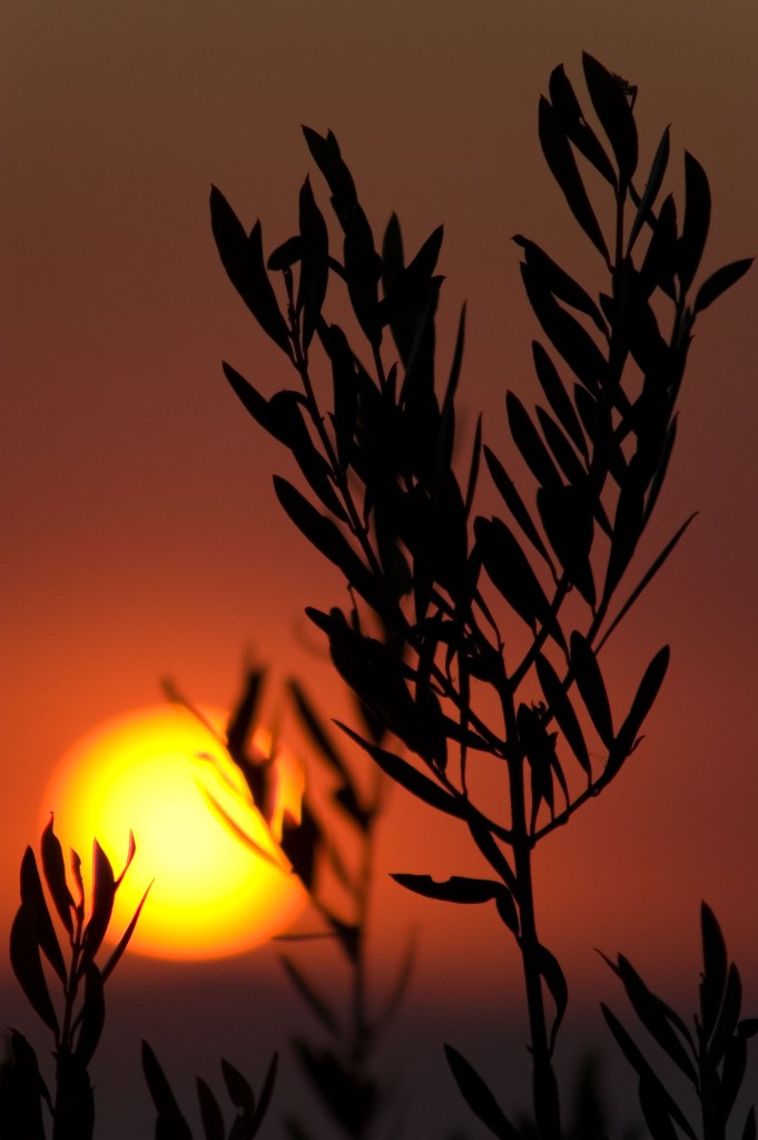 ulivo al tramonto2